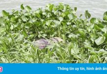 Phát hiện thi thể người nhảy sông mắc Covid-19 ở Campuchia