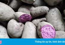 Vĩnh Long còn khoảng 3.000 ha khoai lang chưa thu hoạch