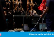 Giải cứu 68 con chó thoát khỏi lễ hội thịt chó ở Trung Quốc