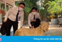 Nuôi sư tử tại nhà ở Phnom Penh, người đàn ông bị phạt 30.000 USD