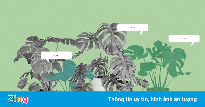 Vì sao cây Monstera phổ biến tại Việt Nam?