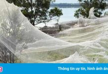 Mạng nhện khổng lồ xuất hiện ở Australia