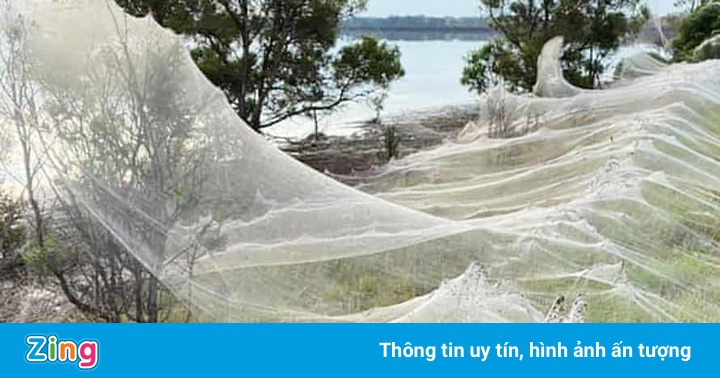 Mạng nhện khổng lồ xuất hiện ở Australia