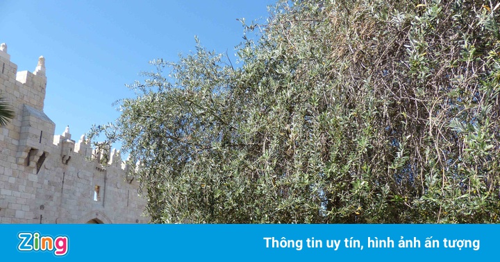 Cây ô liu thành Damascus tiết lộ điều gì? Cây ô liu thành Damascus tiết lộ điều gì?