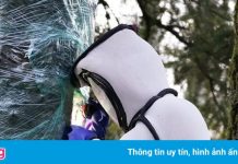 Phát hiện con ong bắp cày ‘sát thủ’ đầu tiên trong năm ở Mỹ