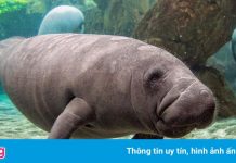 Lợn biển chết hàng loạt ở Florida vì cạn kiệt thức ăn