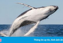 Chàng trai nguy kịch sau khi cá voi nhảy lên tàu