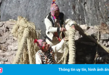 Dựng lại ‘cây cầu sống của người Inca’