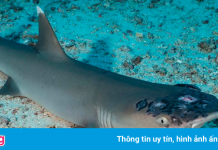 Nghi vấn nước biển nóng lên khiến hàng loạt cá mập mắc bệnh về da
