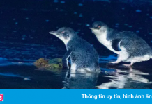 Quỷ Tasmania giết chết hàng nghìn con chim cánh cụt