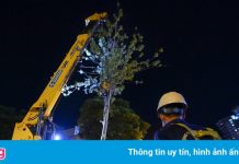 Hà Nội dừng thí điểm trồng phong lá đỏ