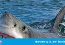 Bãi biển ở California đóng cửa sau vụ cá mập trắng lớn cắn người