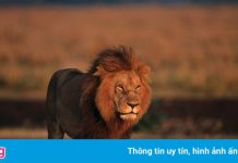 Campuchia tịch thu sư tử cưng của người đàn ông Trung Quốc