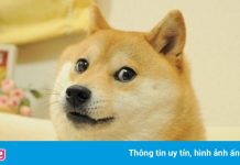 Biểu tượng Dogecoin được bán giá 4 triệu USD