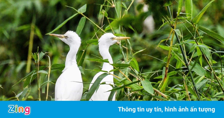 Những vườn chim thanh bình ở Việt Nam Những vườn chim thanh bình ở Việt Nam