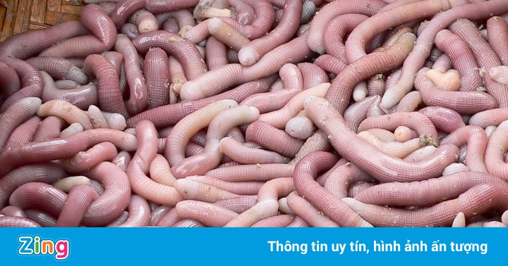 Nơi nào nổi tiếng với đặc sản sá sùng?