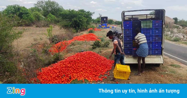 Mất giá, hàng tấn cà chua ở Ấn Độ bị đổ bỏ vệ đường