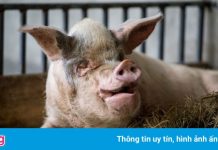 Con lợn nổi tiếng nhất Trung Quốc đã chết