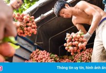 Bộ GTVT đề nghị các hãng hàng không hỗ trợ vận chuyển vải thiều