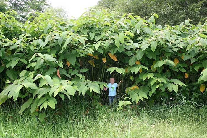 Vùng đất kỳ lạ ở Nga khiến cây trồng cao lớn khổng lồ như trong thế giới cổ tích - 5