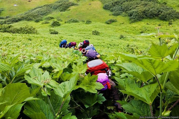 Vùng đất kỳ lạ ở Nga khiến cây trồng cao lớn khổng lồ như trong thế giới cổ tích - 6