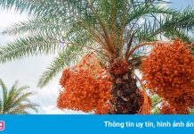 Nơi nào ở miền Tây có ‘vương quốc chà là’?