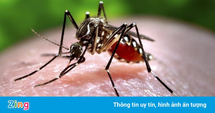 Bang ở Ấn Độ báo động vì virus Zika