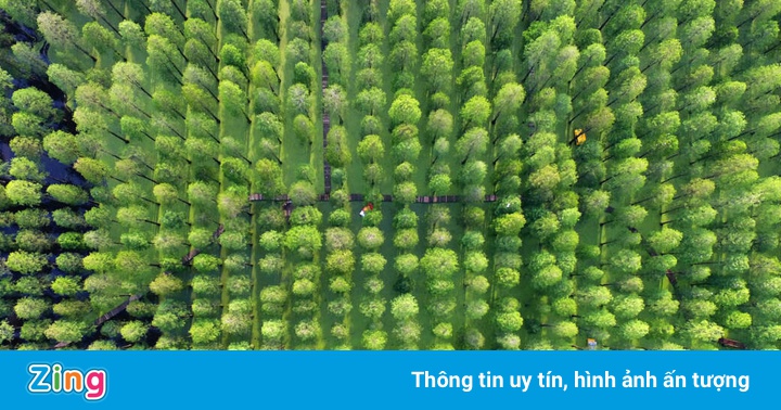 Rừng ‘hóa thạch sống’ ở Trung Quốc Rừng ‘hóa thạch sống’ ở Trung Quốc