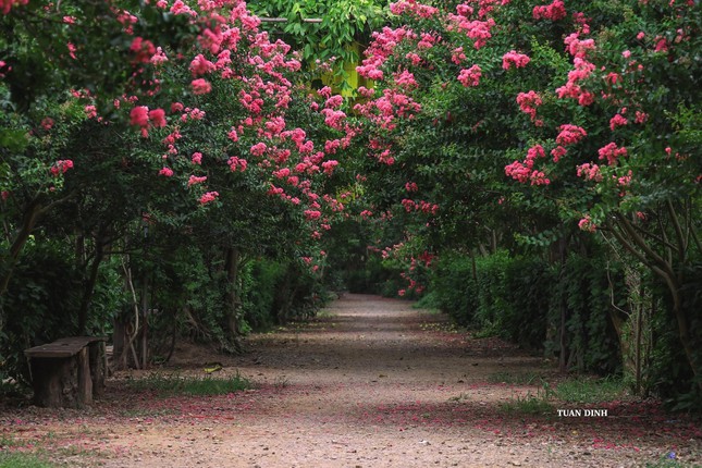 Hóa thân thành "nàng thơ" lạc bước trong khu vườn tường vi đẹp như tranh vẽ ở Hà Nội - 1