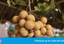 Nhiều bộ bắt tay tìm đầu ra cho hơn 50.000 tấn nhãn lồng Hưng Yên