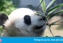 Trung Quốc đưa gấu trúc ra khỏi danh sách loài nguy cấp