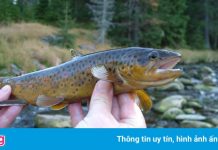 Phát hiện cá hồi nâu có thể nghiện ma túy đá trong nước