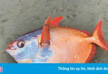Cận cảnh chú cá mặt trăng khổng lồ dạt vào bờ biển tại Mỹ