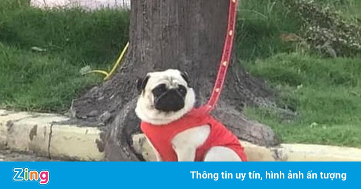 Chủ đi cách ly, chú chó pug được cán bộ kiểm dịch nuôi giúp