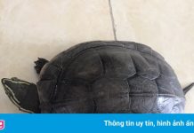 Kẻ truy nã bị bắt khi đang vận chuyển 2 cá thể rùa quý hiếm