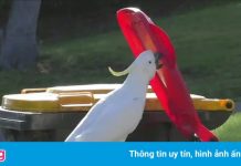 Vẹt dạy nhau cạy nắp thùng rác ở thủ đô Australia