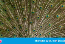 Nam California khủng hoảng và chia rẽ vì chim công