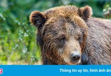 Gấu xám lang thang trên đường phố Tứ Xuyên