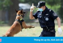 Trường cảnh sát Trung Quốc bán đấu giá cảnh khuyển ‘nhát gan’