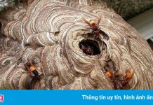 Bé trai 2 tuổi bị ong vò vẽ đốt tử vong