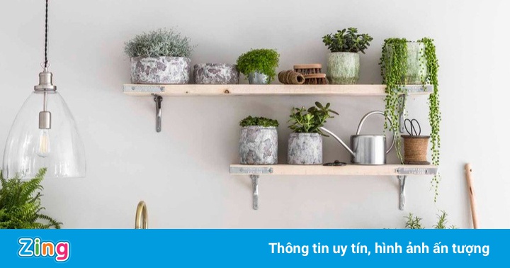 5 loại cây tạo mảng xanh cho căn bếp