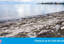 ‘Thủy triều đỏ’ khiến hàng tấn cá dạt vào bờ biển nước Mỹ