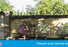 Bệnh nhân Covid-19 leo tường ra khỏi Bệnh viện dã chiến