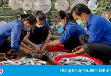 Thanh niên Quảng Ngãi gửi hàng nghìn hộp cá tặng người dân TP.HCM