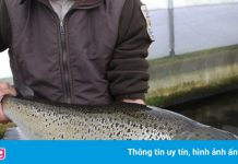 Giới khoa học kêu cứu cho đàn cá hồi Đại Tây Dương cuối cùng ở Mỹ