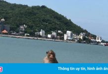 Đàn khỉ bất ngờ xuất hiện giữa phố ở Vũng Tàu