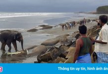 Giải cứu hai con voi lang thang trên bờ biển Vịnh Bengal
