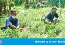 Cuộc săn lùng xuyên tâm liên để chữa Covid-19 ở Thái Lan