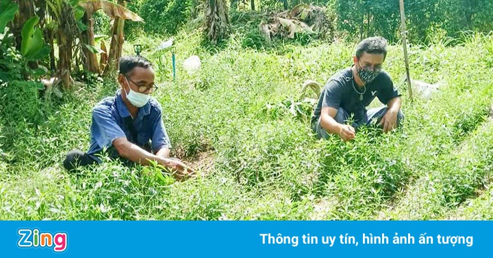 Cuộc săn lùng xuyên tâm liên để chữa Covid-19 ở Thái Lan