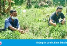 Cuộc tìm kiếm xuyên tâm liên để chữa Covid-19 ở Thái Lan